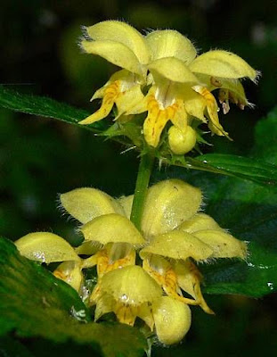 Yellow archangel Yellow archangel