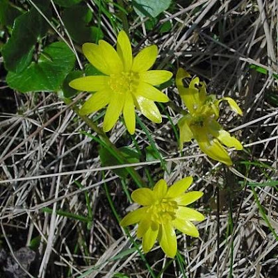 Ranunculus ficaria,
celedonia mayor,
erva-hemorroidal,
ficaire,
ficaire fausse renoncule,
fig buttercup,
lesser celandine,
pilewort,
Ranuncolo favagello,
Ranuncolo favagello maggiore,
renoncule ficaire,
Scharbockskraut