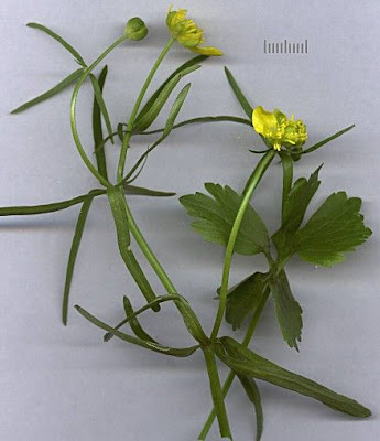 Goldilocks Buttercup Goldilocks Buttercup
