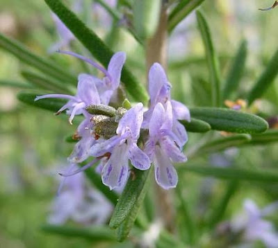 Rosmarinus officinalis L.