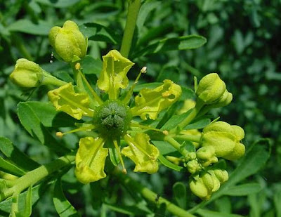 Common rue Common rue