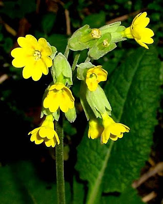 Cowslip primrose Cowslip primrose