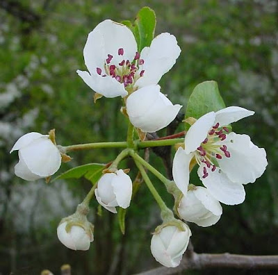 Common pear Common pear