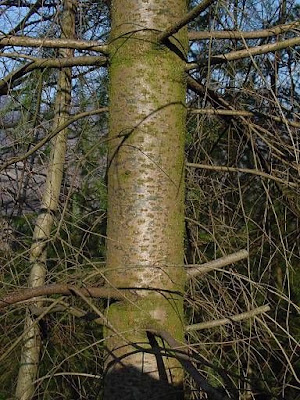 Oregon pine Oregon pine