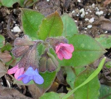 Jerusalem-sage