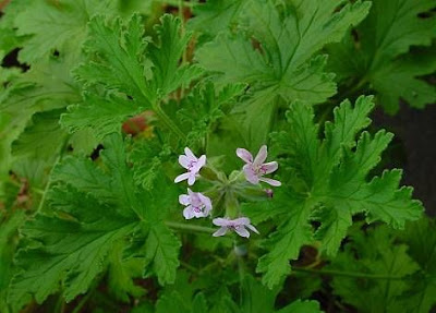 Apple geranium Apple geranium