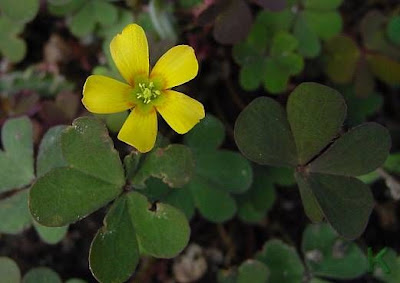 Oxalis cornicul�e