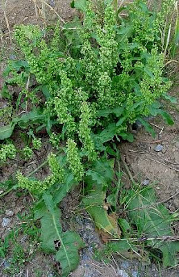 Acedera crispada Acedera crispada