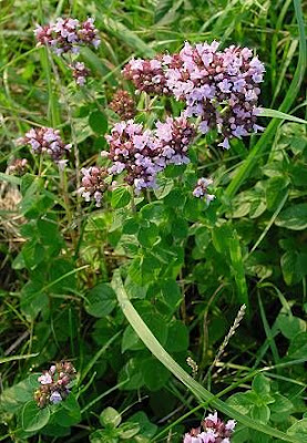 Origanum vulgare L.