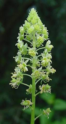 Khuzam Khuzam