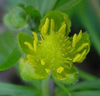 Goldilocks Buttercup Goldilocks Buttercup