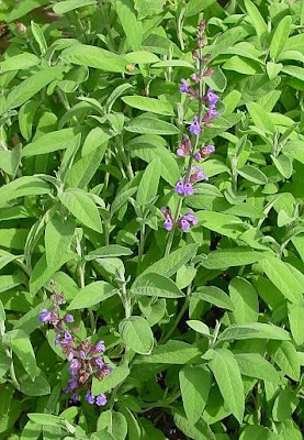 Salvia officinalis L.