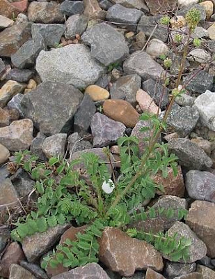 Garden burnet