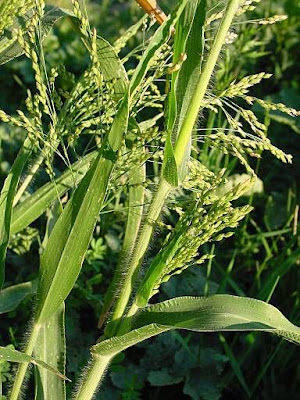 Echte Hirse Echte Hirse