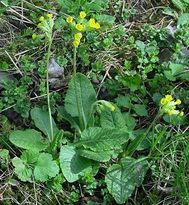 Cowslip primrose Cowslip primrose