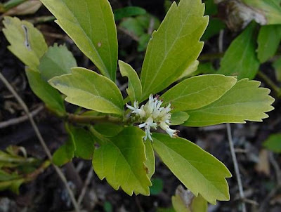 Pachysandra terminalis,
Japanese pachysandra,
Japanese-spurge