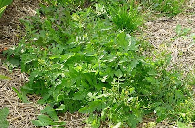 Fernald's yellowcress