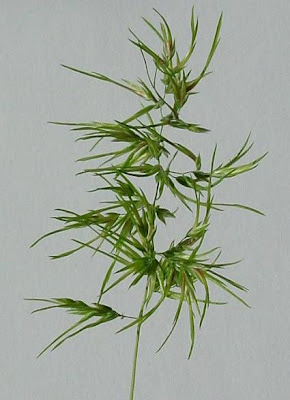 Grama cebollera