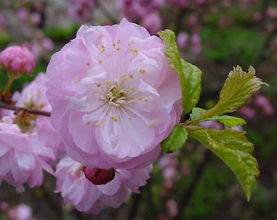 Flowering plum