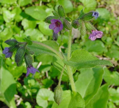 Suffolk lungwort Suffolk lungwort