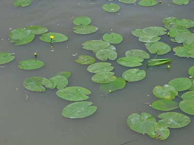 Yellow pond-lily