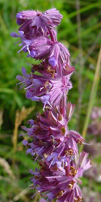 Salvia verticillata L.