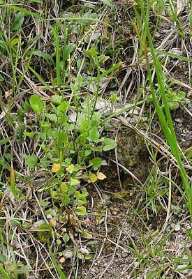 French sorrel