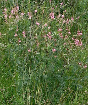 Sainfoin Sainfoin