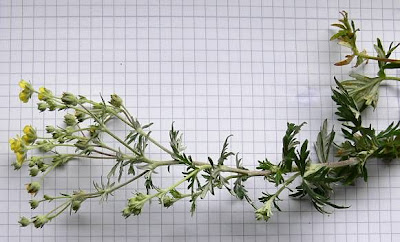 Argentea Argentea