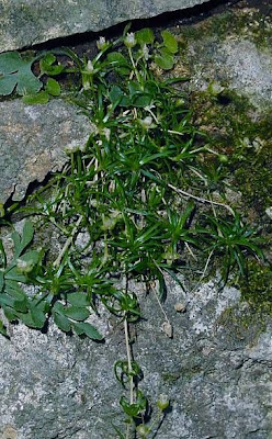 Sagina procumbens,
bird-eye pearlwort,
birdeye pearlwort,
birdseye pearlwort,
Niederliegendes Mastkraut,
planta-molhada,
procumbent pearlwort,
Sagina sdraiata,
sagine couch&eacute;e,
spreading pearlwort
