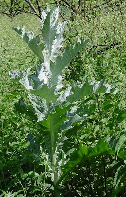 Cardo-espinhoso Cardo-espinhoso