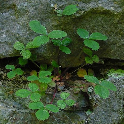 Barren Strawberry Barren Strawberry