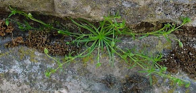 Sagina procumbens,
bird-eye pearlwort,
birdeye pearlwort,
birdseye pearlwort,
Niederliegendes Mastkraut,
planta-molhada,
procumbent pearlwort,
Sagina sdraiata,
sagine couch&eacute;e,
spreading pearlwort