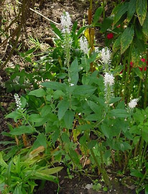 Veronica a foglie lunghe