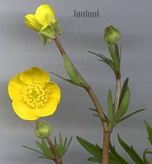 Ranunculus bulbosus L.