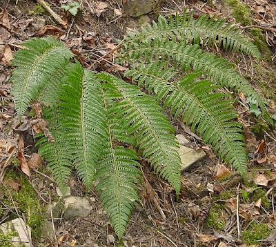 Polystichum aculeatum (L.) Roth