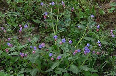 Jerusalem-sage