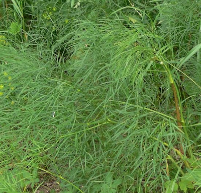 Hog's-fennel Hog's-fennel