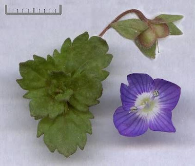 Birdeye speedwell Birdeye speedwell