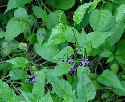 Climbing nightshade Climbing nightshade