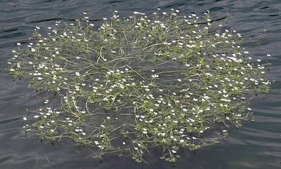 Ranunculus aquatilis L.
