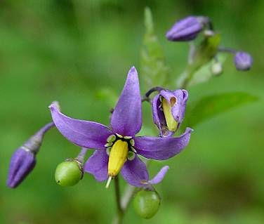 Climbing nightshade Climbing nightshade