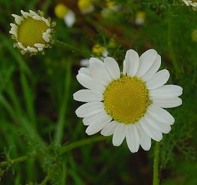 Inland scentless mayweed