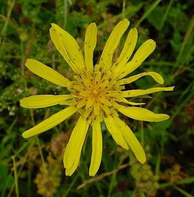 Goat's-beard
