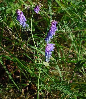 Cow vetch Cow vetch