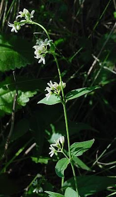 Vincetoxicum hirundinaria Medicus