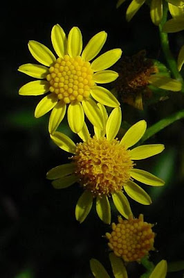 Jacobaea vulgaris,
erva-lanceta-do-Canad&aacute;,
Senecione di S. Giacomo,
St. James'-wort,
stinking Willie,
tansy ragwort