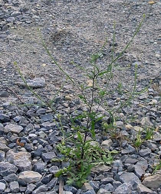 Hedgemustard Hedgemustard