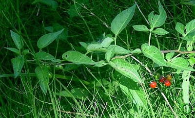 Climbing nightshade Climbing nightshade