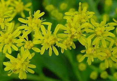 Early goldenrod